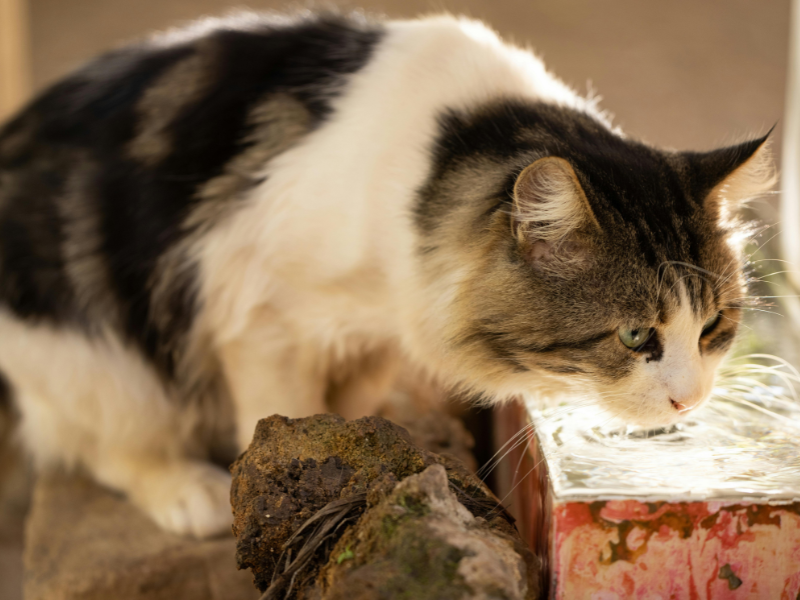 Meine Katze trinkt nicht – was tun? - 10 Tipps